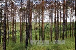 Người dân Kon Tum được hưởng lợi từ dự án trồng rừng 